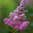 Spirea